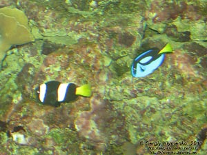 Севастополь. Фото. Аквариум-музей. Хирург голубой - Paracanthurus hepatus. Клоун шоколадный - Amphiprion clarkii.