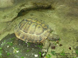 Севастополь. Фото. Аквариум-музей. Черепаха среднеазиатская - Testudo horsfieldii.