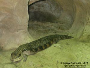 Севастополь. Фото. Аквариум-музей. Сцинк синеязыкий - Tiliqua scincoides scincoides.