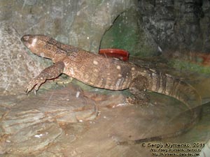 Севастополь. Фото. Аквариум-музей. Варан белогорлый - Varanus albigularis.