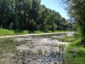 Киевская область. Фото. Болото, в которое превратилась Десна около сёл Пирново и Высшая Дубечня в результате искусственного изменения русла в середине 1970-х годов.