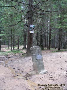 Фото Карпат. Лесной тропой к Говерле. «Зелёный» маршрут, место ответвления тропы на урочище Козьмещик и село Лазещина.
Пограничные столбики бывшей государственной границы между Польшей и Чехословакией.