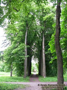 Подолье. Самчики. Фото. Дворцово-парковый ансамбль «имение Самчики». Аллея липы американской зеленой (эуклера), ведущая к беседке.