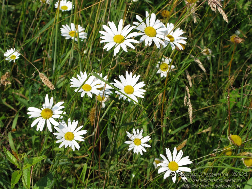 Ивано-Франковская область. Карпаты. Нивяник обыкновенный, или поповник (Leucanthemum vulgare)