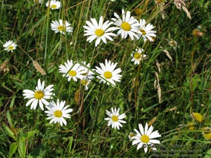 Ивано-Франковская область. Карпаты. Нивяник обыкновенный, или поповник (Leucanthemum vulgare)