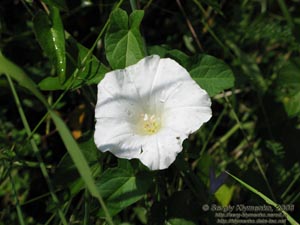 Ивано-Франковская область. Карпаты. Колокольчик карпатский (Campanula carpatica)