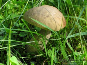 Ивано-Франковская область. Карпаты. Фото. Белый гриб, боровик (Boletus edulis)