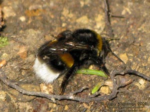 Ивано-Франковская область. Карпаты. Фото. Шмель, земляная пчела (Bombus)