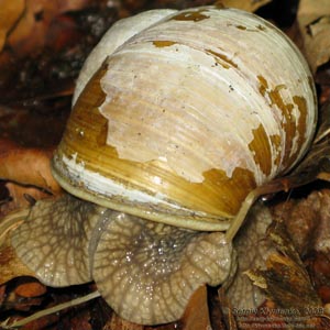 Ивано-Франковская область. Карпаты. Фото. Виноградная улитка (Helix pomatia)