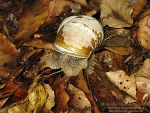 Ивано-Франковская область. Карпаты. Фото. Виноградная улитка (Helix pomatia)
