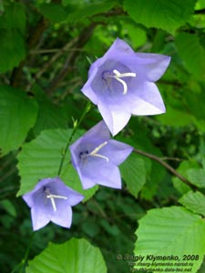Ивано-Франковская область. Карпаты. Колокольчик персиколистный (Campanula persicifolia L.)