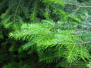 Ивано-Франковская область. Карпаты. Фото. Ветка пихты (Abies)