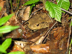 Ивано-Франковская область. Карпаты. Фото. Серая жаба, или жаба обыкновенная (Bufo bufo).