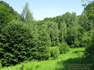 Ивано-Франковская область. Карпатские пейзажи.