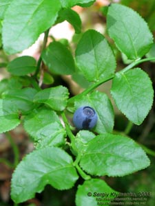 Ивано-Франковская область. Карпаты. Черника (Vaccinium myrtillus L.)