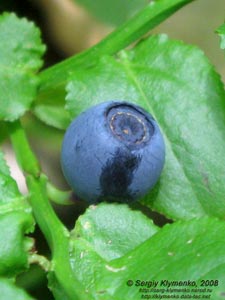 Ивано-Франковская область. Карпаты. Ягода черники (Vaccinium myrtillus L.)