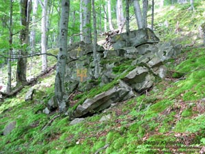 Ивано-Франковская область. Карпаты. На крутом склоне над озером Лебедин.