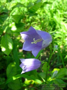 Ивано-Франковская область. Карпаты. Колокольчик персиколистный (Campanula persicifolia L.)