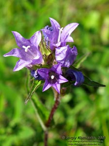 Ивано-Франковская область. Карпаты. Колокольчик рапунцель (Campanula rapunculus L.)