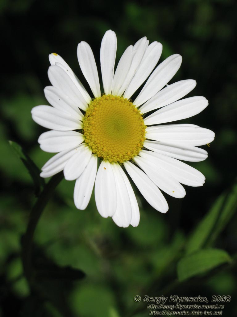 Ивано-Франковская область. Карпаты. Нивяник обыкновенный, или поповник (Leucanthemum vulgare)