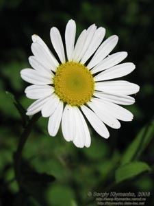 Ивано-Франковская область. Карпаты. Нивяник обыкновенный, или поповник (Leucanthemum vulgare)