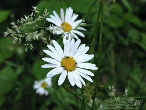 Ивано-Франковская область. Карпаты. Нивяник обыкновенный, или поповник (Leucanthemum vulgare)