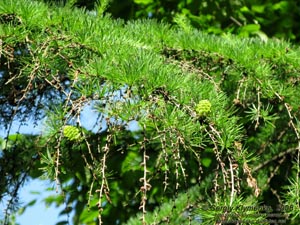 Ивано-Франковская область. Карпаты. Фото. Ветка лиственницы (Larix)