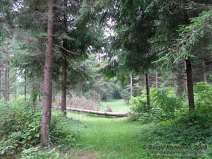 Ивано-Франковская область. В лесу за селом Люча неподалеку от Яблунова.