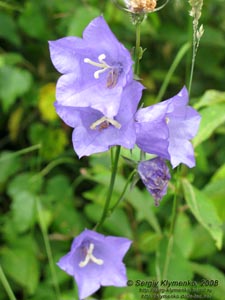 Ивано-Франковская область. Карпаты. Колокольчик персиколистный (Campanula persicifolia L.)