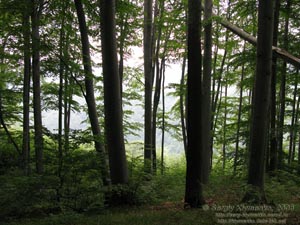 Ивано-Франковская область. Карпаты. В лесу на горе (неподалеку от Яблунова).