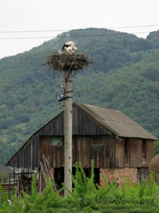 Ивано-Франковская область. Аисты на гнезде (село Люча неподалеку от Яблунова).