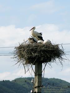 Ивано-Франковская область. Аисты на гнезде (село Люча неподалеку от Яблунова).