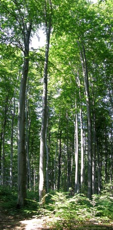 Ивано-Франковская область. Карпатские пейзажи. Буковый лес.