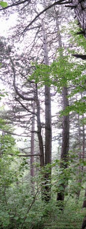 Ивано-Франковская область. В лесу на горе (неподалеку от Яблунова).