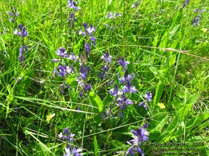 Львовская область. Карпаты близ Славского. Фото. Истод обыкновенный (Polygala vulgaris)