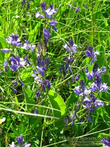 Львовская область. Карпаты близ Славского. Фото. Истод обыкновенный (Polygala vulgaris)