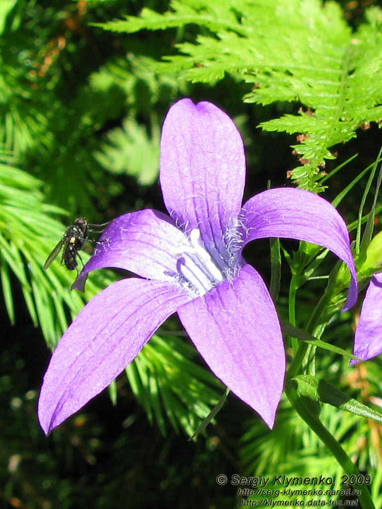 Львовская область. Карпаты близ Славского. Фото. Колокольчик раскидистый (Campanula patula L.)