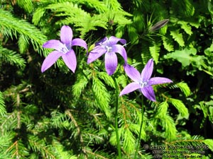 Львовская область. Карпаты близ Славского. Фото. Колокольчик раскидистый (Campanula patula L.)