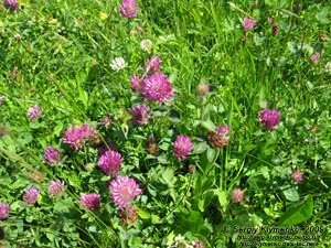 Львовская область. Карпаты близ Славского. Фото. Клевер луговой (Trifolium pratense)