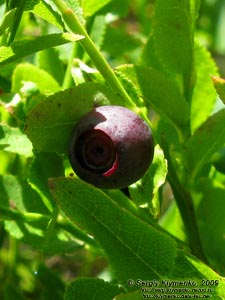 Львовская область. Карпаты близ Славского. Фото. Черника (Vaccinium myrtillus L.)