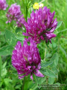 Львовская область. Карпаты близ Славского. Фото. Клевер луговой (Trifolium pratense)