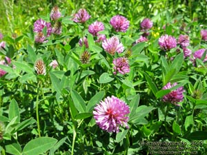 Львовская область. Карпаты близ Славского. Фото. Клевер луговой (Trifolium pratense)