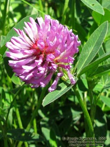Львовская область. Карпаты близ Славского. Фото. Клевер луговой (Trifolium pratense)