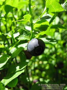 Львовская область. Карпаты близ Славского. Фото. Черника (Vaccinium myrtillus L.)