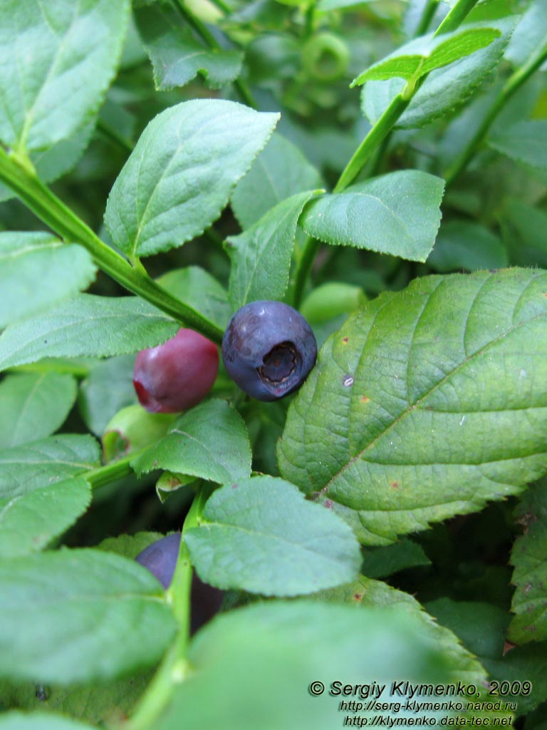 Львовская область. Карпаты близ Славского. Фото. Черника (Vaccinium myrtillus L.)