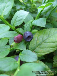 Львовская область. Карпаты близ Славского. Фото. Черника (Vaccinium myrtillus L.)