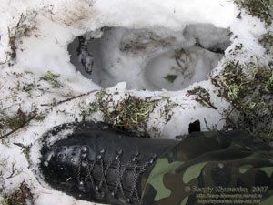 Фото Карпат, на хребте между потоками Добрын и Альбин. Высота - около 1400 метров над уровнем моря
