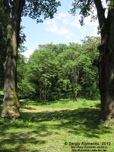 Закарпатская область. Охотничий дворец графов Шенборнов. Фото. В парке.