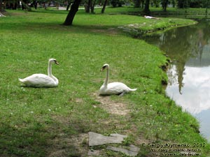 Закарпатская область. Охотничий дворец графов Шенборнов. Фото. В парке.