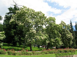 Закарпатская область. Охотничий дворец графов Шенборнов. Фото. В парке. Цветет сакура (японская вишня, Prunus serrulata).